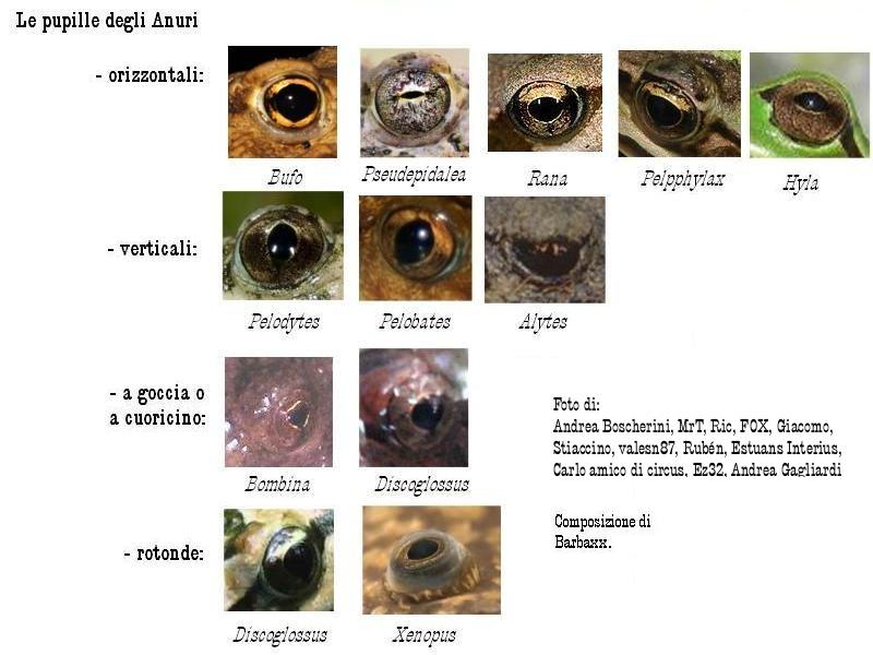 Le pupille degli Anuri